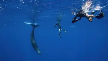 Задник до фильму"Patrick and the Whale" #1100205