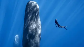 Задник до фильму"Patrick and the Whale" #468508