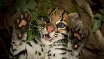 Задник до фільму "Wildcat" #1640852