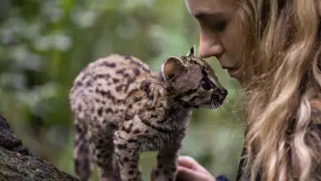 Задник до фільму "Wildcat" #1640853