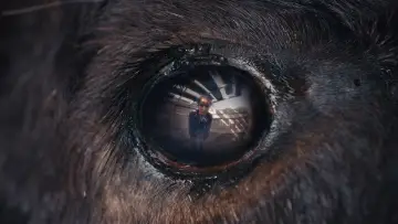 Задник до фильму"Animale" #599429