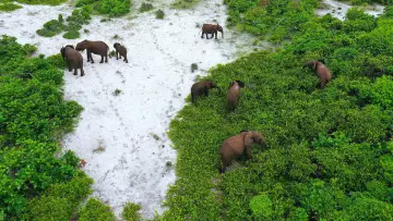 Задник до фильму"Rainforest First: Climate Protection in Central Africa" #1144641