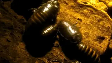 Задник до фильму"Павуче лігво" #190656