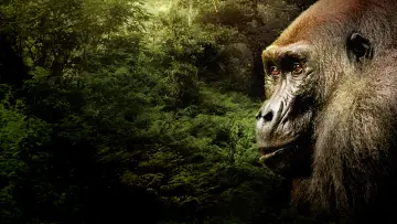 Задник до фільму "Gorillas Close Up" #1663180