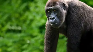 Задник до фільму "Gorillas Close Up" #1663182