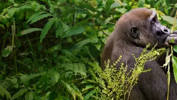Задник до фільму "Gorillas Close Up" #1663183