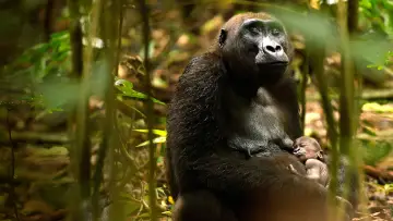 Задник до фільму "Gorillas Close Up" #1663184