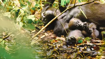 Задник до фільму "Gorillas Close Up" #1663185