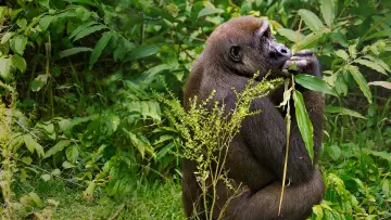 Задник до фільму "Gorillas Close Up" #1663186