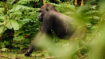 Задник до фільму "Gorillas Close Up" #1663187