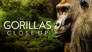 Задник до фільму "Gorillas Close Up" #1663188