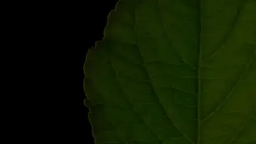 Задник до фільму "Salvia Divinorum: A Western Approach" #1615985