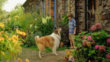 Задник до фільму "Lassie - Ein neues Abenteuer" #196150