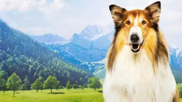 Задник до фільму "Lassie - Ein neues Abenteuer" #196151