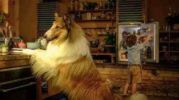 Задник до фільму "Lassie - Ein neues Abenteuer" #479505