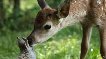 Задник до фільму "Bambi, l