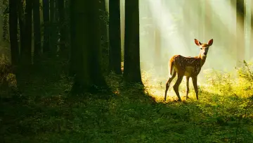 Задник до фільму "Bambi, l