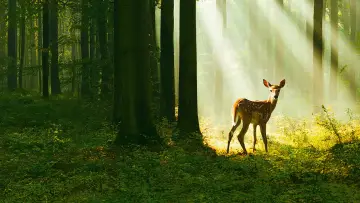 Задник до фільму "Bambi, l