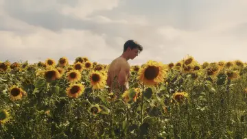 Задник до фільму "Sunflower" #820102