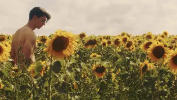 Задник до фільму "Sunflower" #820103