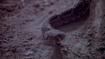 Задник до фильму"Rattlers" #737840