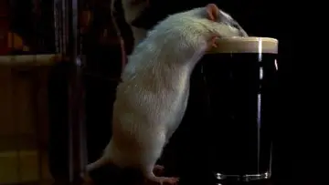 Задник до фильму"Rat" #647730
