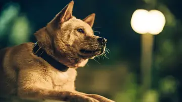 Задник до фільму "忠犬八公" #756943