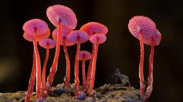 Задник до фільму "Fungi: The Web of Life" #356787