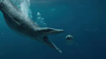 Задник до фильму"Attenborough and the Giant Sea Monster" #197782