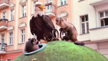 Задник до фильму"Akiko, der fliegende Affe" #982925