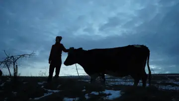 Задник до фильму"Війна очима тварин" #692693