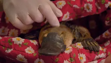 Задник до фільму "The Platypus Guardian" #1619286