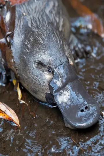 Постер до фільму "The Platypus Guardian" #1619287