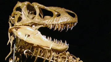Задник до фильму"The Bones" #1016328
