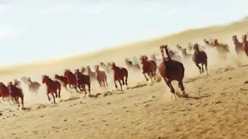 Задник до фильму"Running Free" #499954