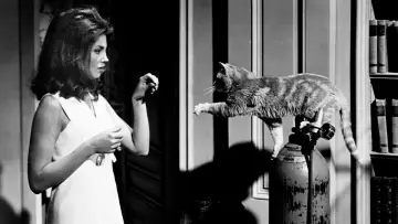 Задник до фильму"Eye of the Cat" #1042757