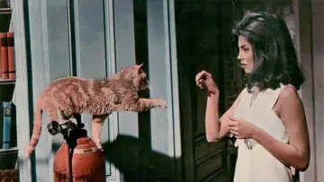Задник до фильму"Eye of the Cat" #404378
