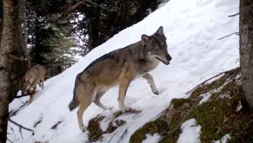 Vivre avec les loups постер