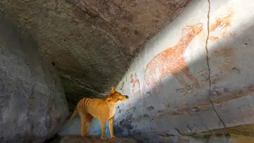 Задник до фільму "Tiger on the Rocks" #984902