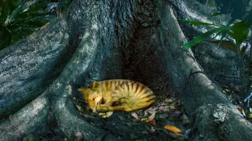 Задник до фільму "Tiger on the Rocks" #984903