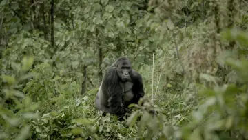 Задник до фильму"Silverback" #198536