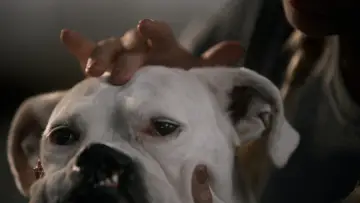Задник до фильму"The School of Canine Massage" #365669