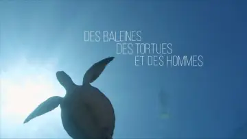 Des baleines, des tortues et des hommes постер