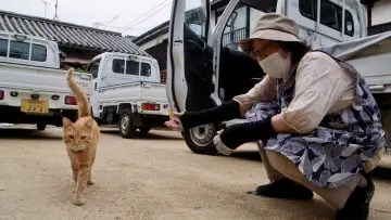 Задник до фільму "五香宮の猫" #757956