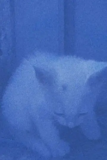 Постер до фильму"I went to the garden of love, reel 1: the cats rescued last night (January 23, 2024)" #198229