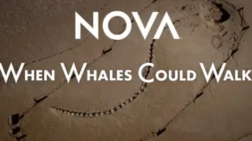 Задник до фильму"When Whales Could Walk" #196153
