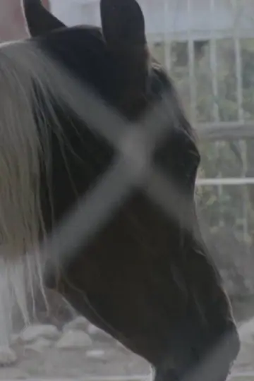 Постер до фильму"Horse Girl" #1012090