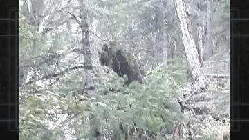 Задник до фильму"Bigfoot Evidence: Oregon" #984738