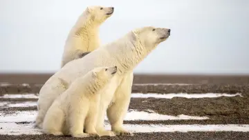 Задник до фильму"L