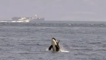 Задник до фільму "Achtung Orcas! Gefahr vor Gibraltar?" #1009864